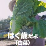 白菜サムネ